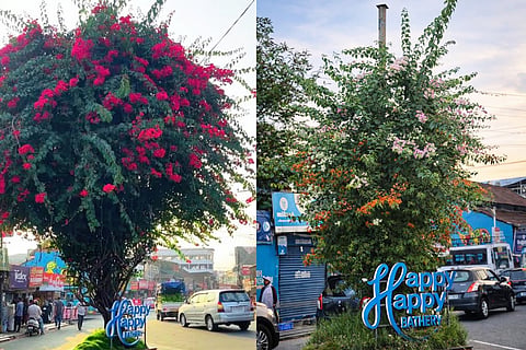The old bougainvillea plant in Sultan Bathery town (L) A new multicoloured bougainvillea plant in Sultan Bathery town (R)