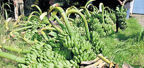 Pulivendula region accounts for the largest share of banana cultivation in the district, spread over nearly 25,000 acres.