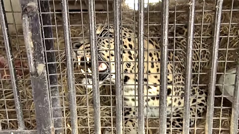 leopard