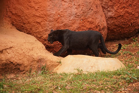 According to Forest Department officials, the female panther was less than two years old and had most likely strayed into the village in search of water.