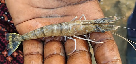 Shrimp affected by White Spot Syndrome displayed by a farmer in Lanka villages of Eluru district.