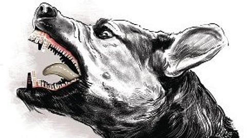 Though dog catchers located the animal on Sunday morning, it died soon after.