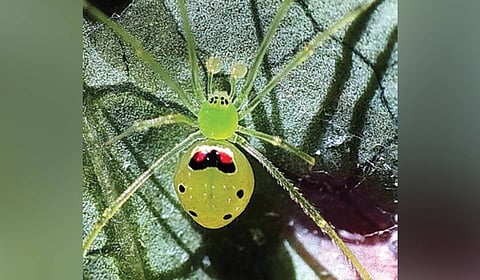 ‘Theridion himalayana’ or happy-face spider (Araneae, Theridiidae) from the Western Himalayas,