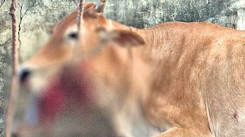 An injured cow.