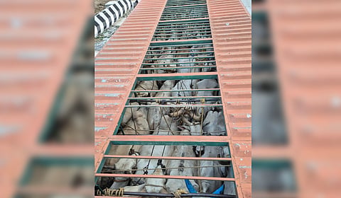 Over 40 oxen tightly packed inside the container lorry near Ambur.