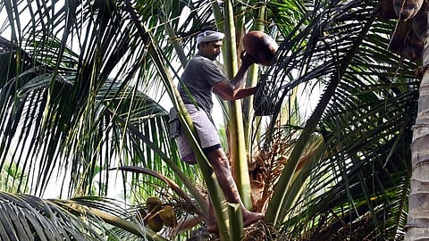 A worker engaged in toddy tapping in Kozhikode