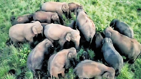 elephant herd