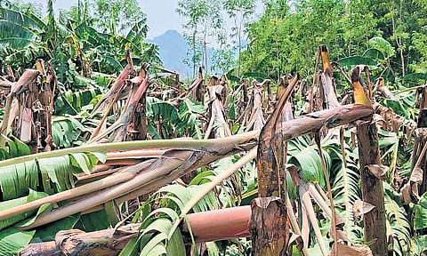 Banana plants damaged in gusty winds in Theni district.