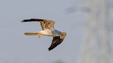 Researchers at the Ashoka Trust for Research in Ecology confirmed that this Montagu’s Harrier was ringed as a juvenile in Rajasthan in 2019.
