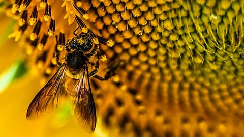 A honeybee collecting propolis from sunflowers at the OUAT farm in Bhubaneswar.