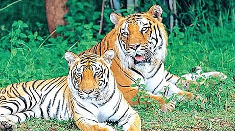 Image of tigers used for representational purposes only.