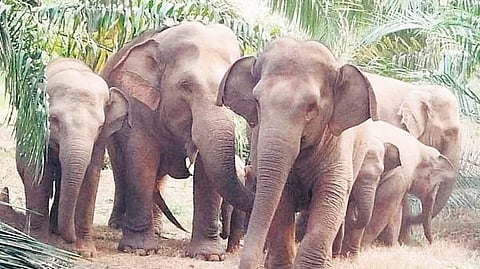 Image of elephants used for representational purposes only.