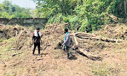 Tree felling for a Rs 28-crore beautification project at Jubilee Park near Jhinjhari bundh in Mayurbhanj district.