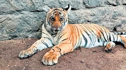 Mangala at the Periyar Tiger Reserve