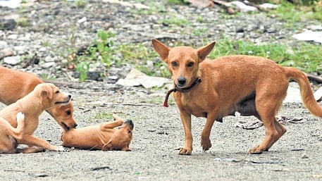 The court further said in its judgement that the states must ensure adequate availability of anti-rabies medicine.