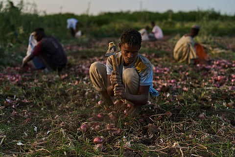 Farmers dig up onions using hand tools in a field in Omdurman, Sudan, Saturday, April 25, 2026.