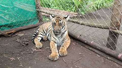 The years of notification for the tiger reserves with ESZs range from 2012 to 2024, showing continued progress in ESZ notifications over the past decade.