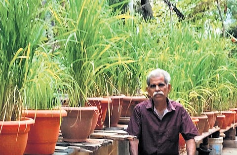 Rows of pots with basmati rice plants at Prasannan’s terrace farm at his house at Pongumoodu, Thiruvananthapuram.