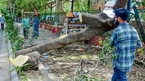 Ashoka pointed out that more than 500 trees had fallen during the rain and over 1,305 trees and branches were still lying unattended along roadsides, blocking footpaths.