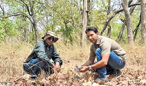 The research covered Corbett, Tadoba-Andhari, Kanha, Bandhavgarh and Periyar tiger reserves.