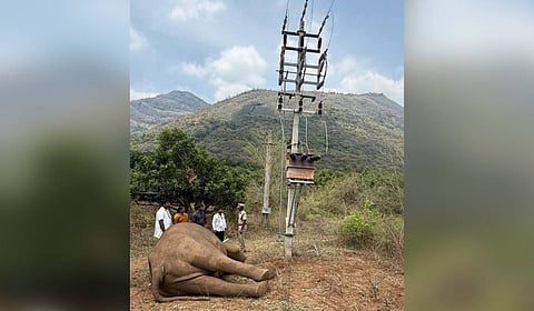 The elephant was found with a burn scar around its trunk.