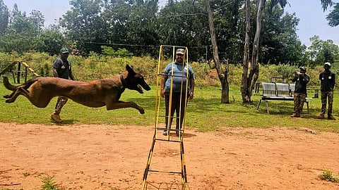 A dog undergoes training in Bandipur Tiger Reserve.