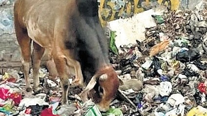 The procedures chalk out an elaborate plan to remove garbage mounds, relocate roadside dhalaos, clear encroachments and impound stray animals.