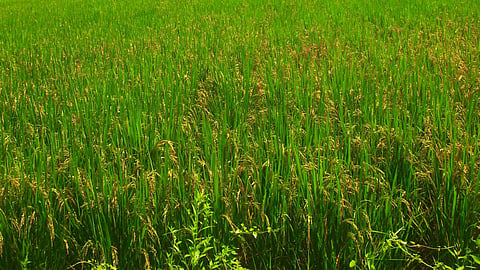 Paddy cultivation in Cuttack.