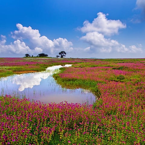 Kaas Plateau