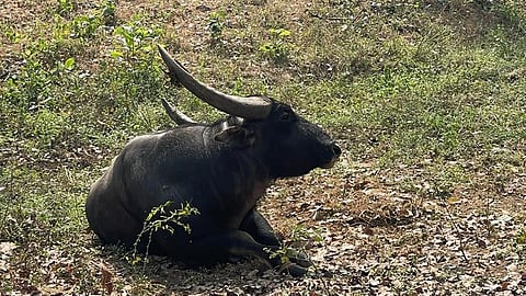 Wild Buffalo