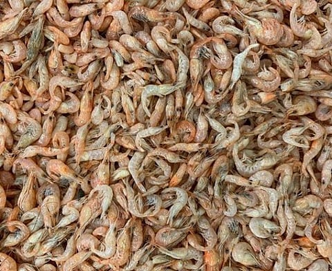 The real star of the export basket continues to be frozen shrimp, which contributed nearly two-thirds of India’s seafood export earnings.