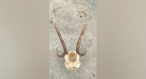 The seized deer antlers.