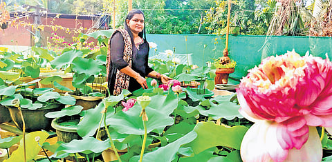 K V Ajitha with the newly developed lotus flowers