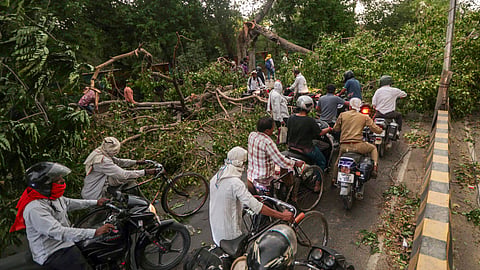 Commuters make their way through an uprooted tree lying on a road after a dust storm, in Prayagraj, Uttar Pradesh, Wednesday, May 13, 2026.