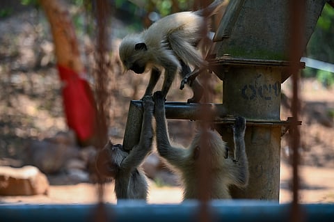 Monkeys looking for water to drink from a tubewell at Anamalai Tiger Reserve in Pollachi on Thursday.