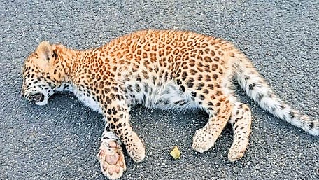 The cub might have been hit by a vehicle when crossing the road, (inset) tiger cub that drowned in a channel at MTR.