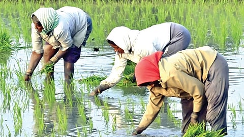 Telangana farmers prefer paddy cultivation despite high cultivation cost.