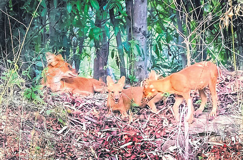 Dholes inside Debrigarh