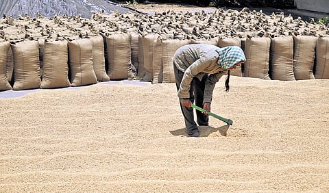 A worker spreads paddy for drying at the Karimnagar agriculture market yard on Sunday.