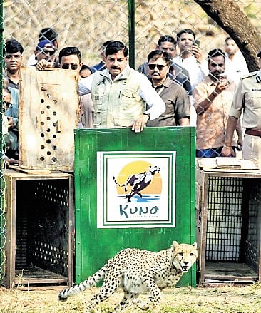 Bhopal Diary | 5 Botswana cheetahs released in Kuno park