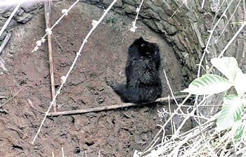 The bear inside the well