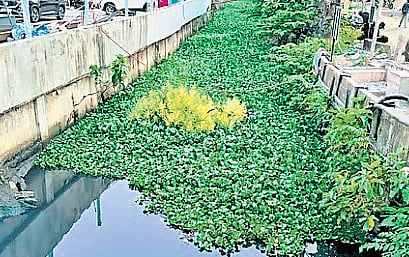 The Thevara-Perandoor canal.