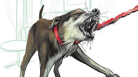 stray dogs