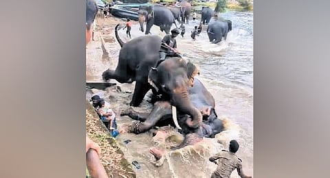 A videograb shows the elephants crushing the woman tourist in Dubare, while her husband and child watch the nightmare unfold before their eyes.