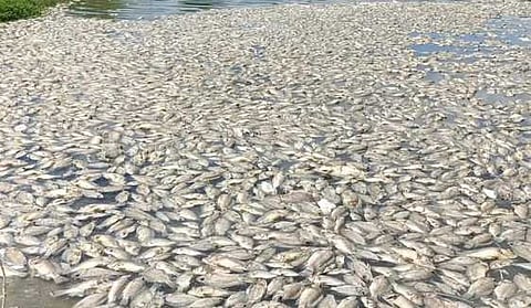 Fishes floating in the surface of the Ammbalnagar kanmoi in Vilathikulam town panchayat.