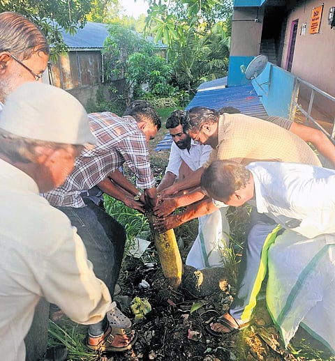 Youth Congress workers and protest committee leaders uprooting the yellow survey stones at Pookattupady in Ernakulam after the K-Rail project was denotified