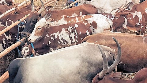 A first-of-its-kind initiative in India, the system is expected to replace traditional ear tags that require piercing of ears. The mechanism is now ready for pilot implementation.