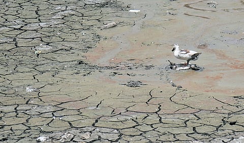 Amid scorching heat, a duck stands beside a dead bird on the dry bed of the pond in Chacha Nehru Park at Masab Tank in Hyderabad on May 23, 2026.