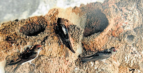 The birds have built hundreds of mud nests beneath the elevated cement concrete structures of the pump house and are feeding on mosquitoes, flies and other aerial insects around the reservoir ecosystem.