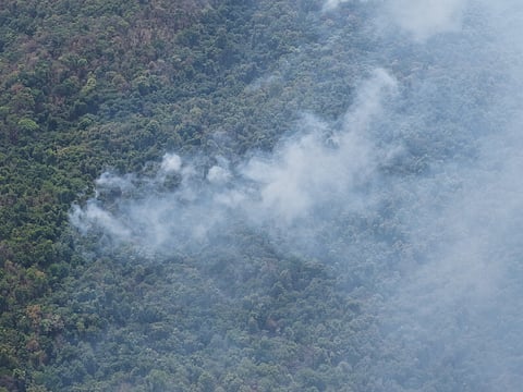As smoke thickens, panicked animals, ranging from deer and wild boar to the endangered gaur and even tigers, flee the heat only to run straight into deadly snares and "jaal" (nets) laid in clearings.